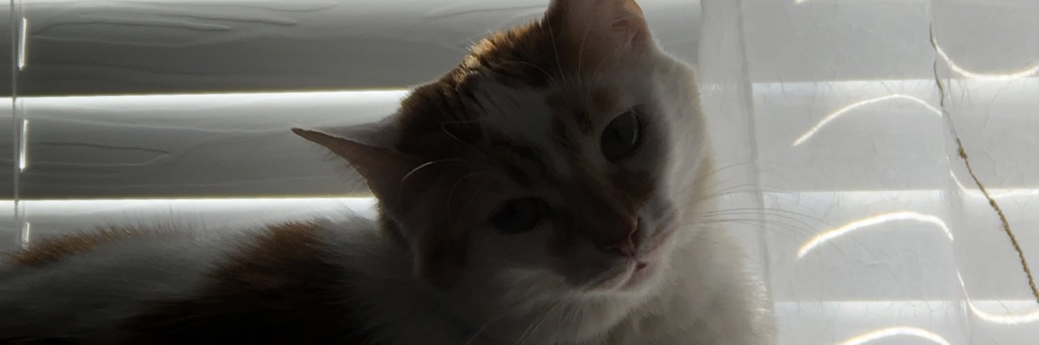 SemraGusic's profile banner image