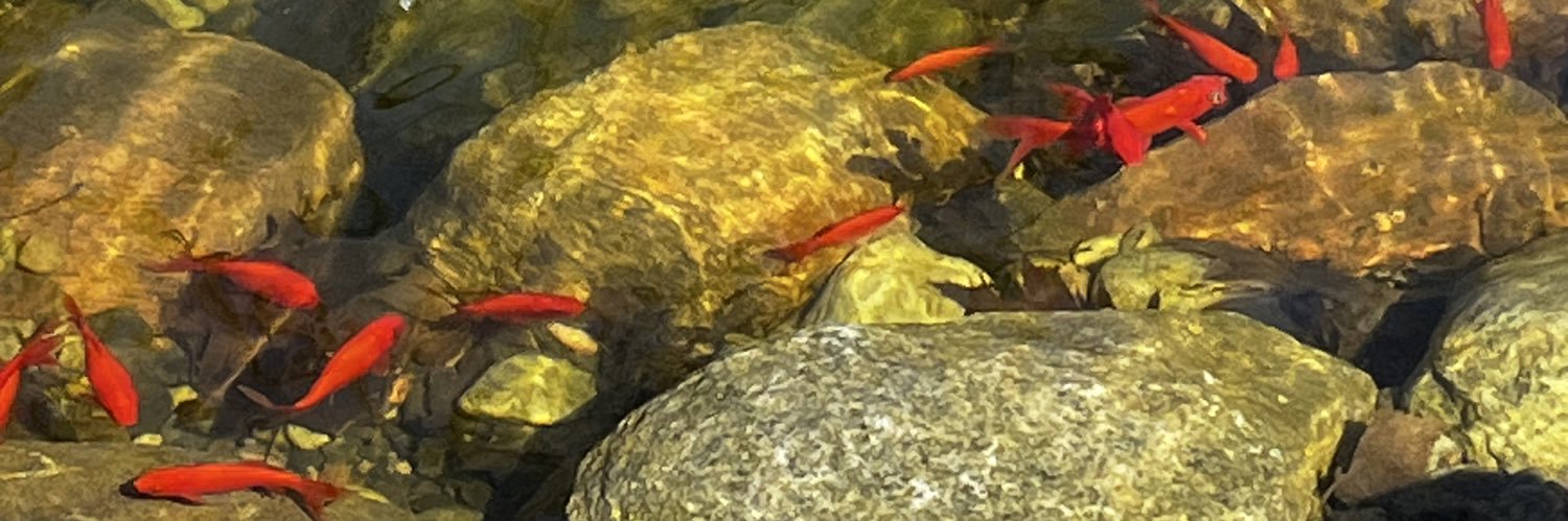 Cat 🇨🇦 🇺🇸 banner