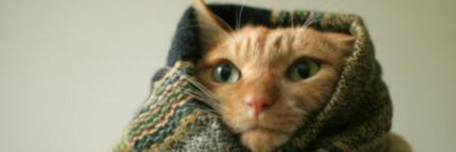 Frogustine's profile banner image