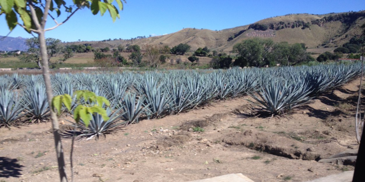 Sandy MacFadyen banner