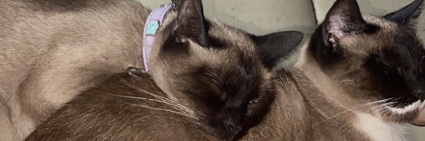 michelleseguraf's profile banner image