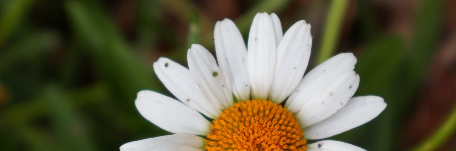 dup🌼 banner