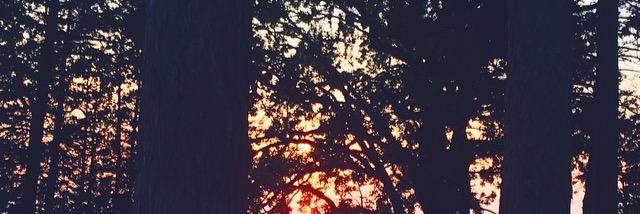 ess_lee's profile banner image