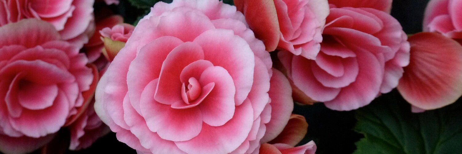 Cloverstar81's profile banner image
