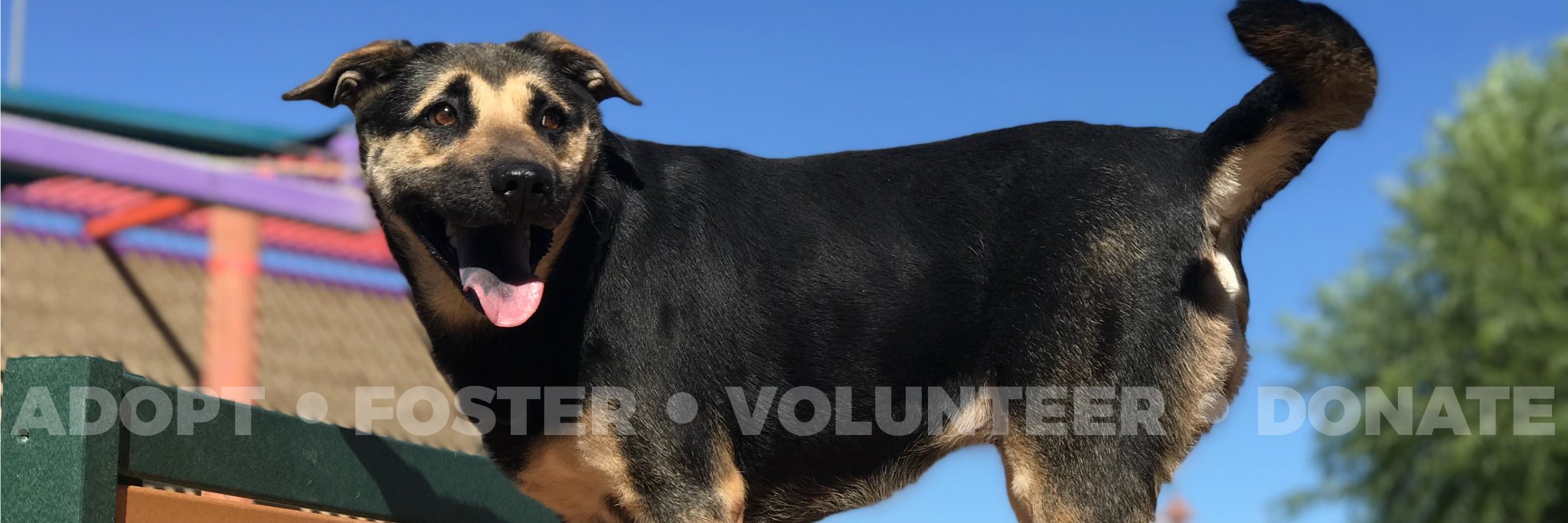ElPasoAnimalSvc's profile banner image
