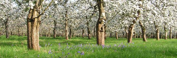 DorsetNectar Profile Banner