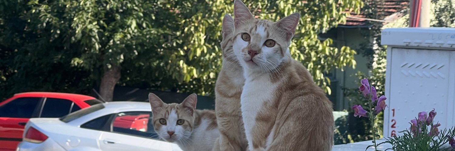 yasarmitat's profile banner image