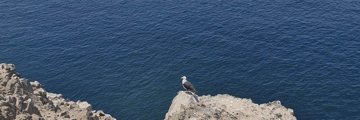 Adriana León banner