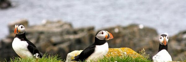 melwheelz Profile Banner