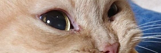 🐣 banner