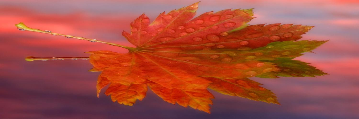 delfinasantoro1's profile banner image