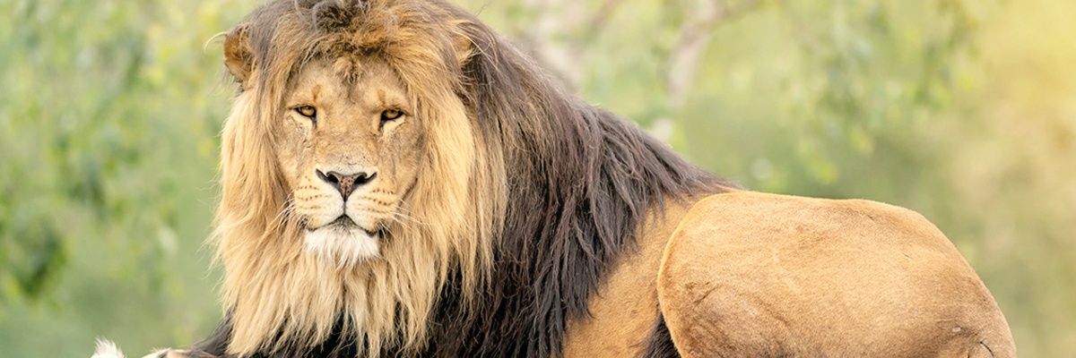 Lion banner