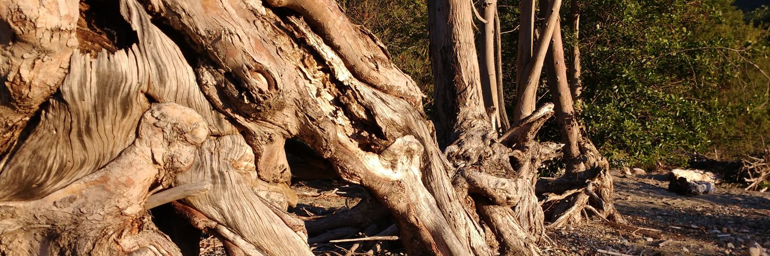 Trulimolen's profile banner image