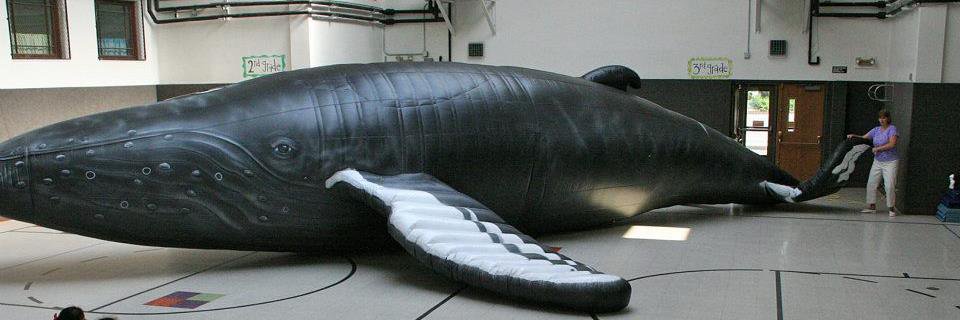whalemobile's profile banner image