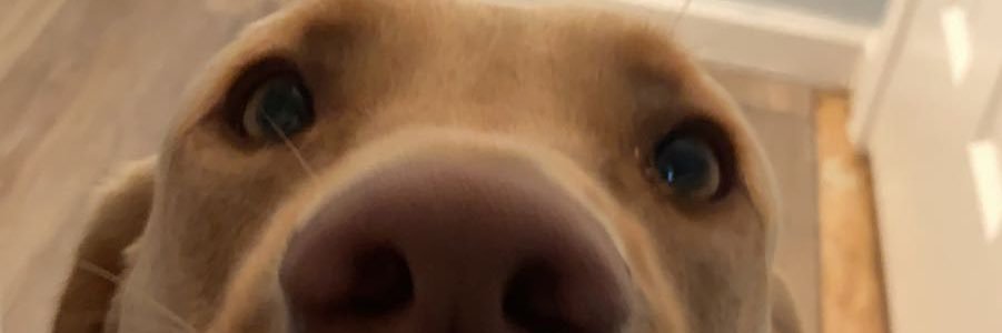 ashlyn_boyd's profile banner image