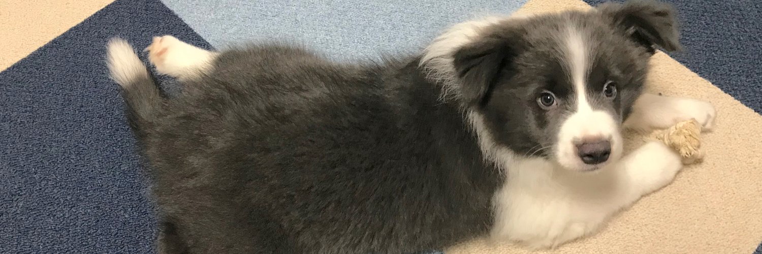SNOWBRND's profile banner image