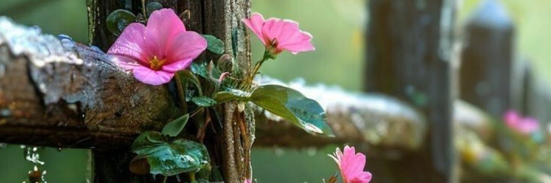 ,, المغــردة المستــقلة,,🙍🏼‍♀️👑 banner