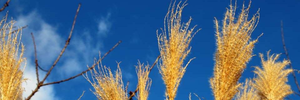 les P'tits Doudous banner