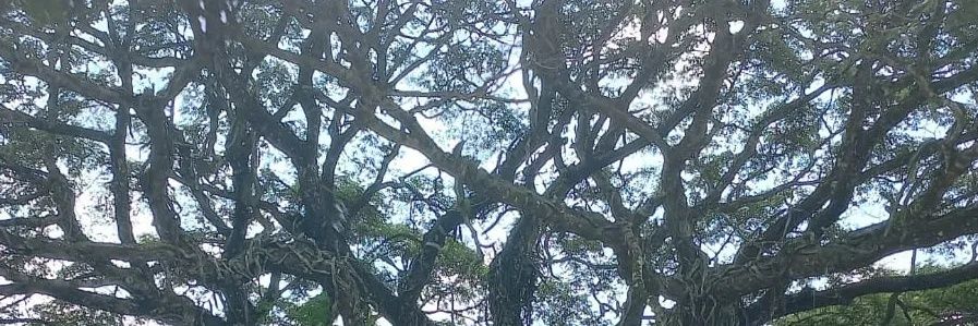 Alondra Reséndiz banner