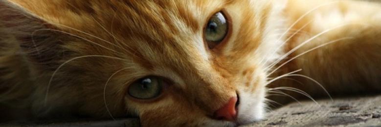 Samaaara's profile banner image