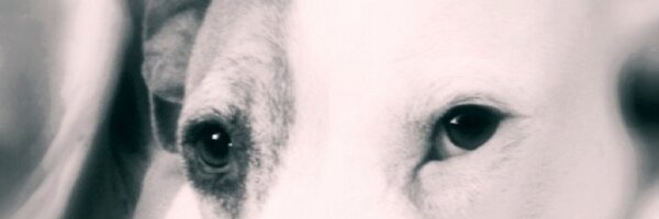 lorabooh Profile Banner