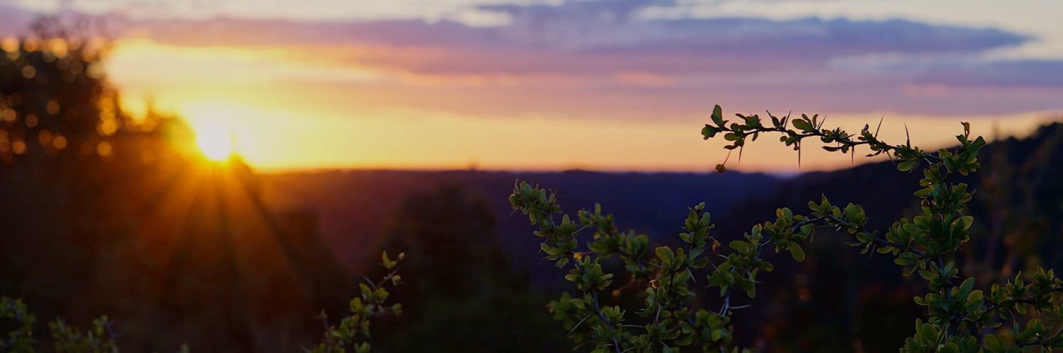 conitangerine's profile banner image