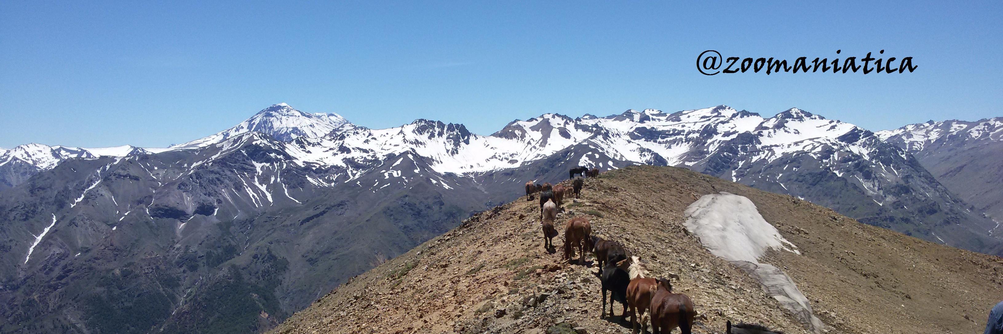 zoomaniatica's profile banner image