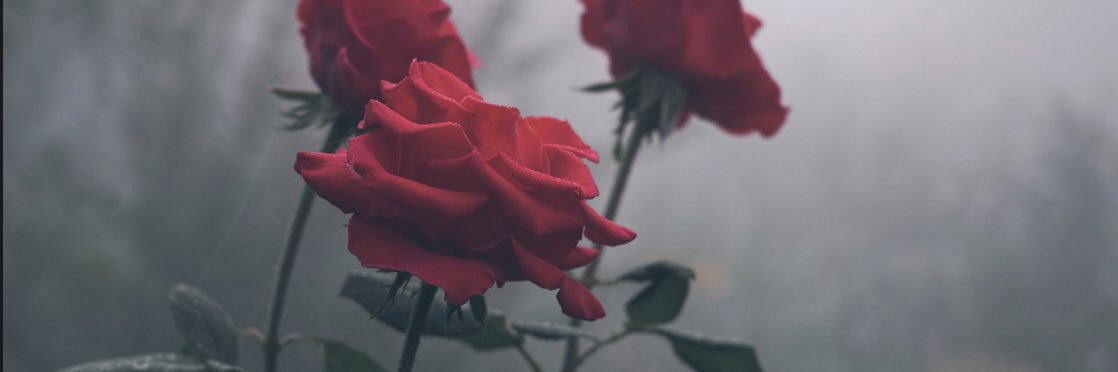 loveee_cee's profile banner image