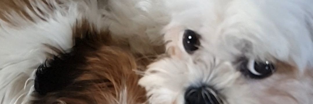 renatacolace's profile banner image