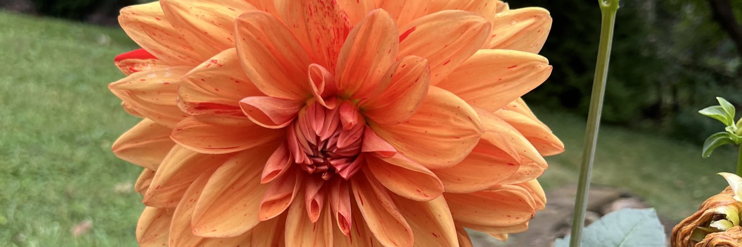 Duchess of Geeks banner