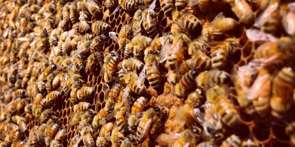 E. Quinn Libson (she/her) banner