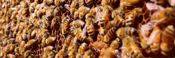 quinnlibson Profile Banner