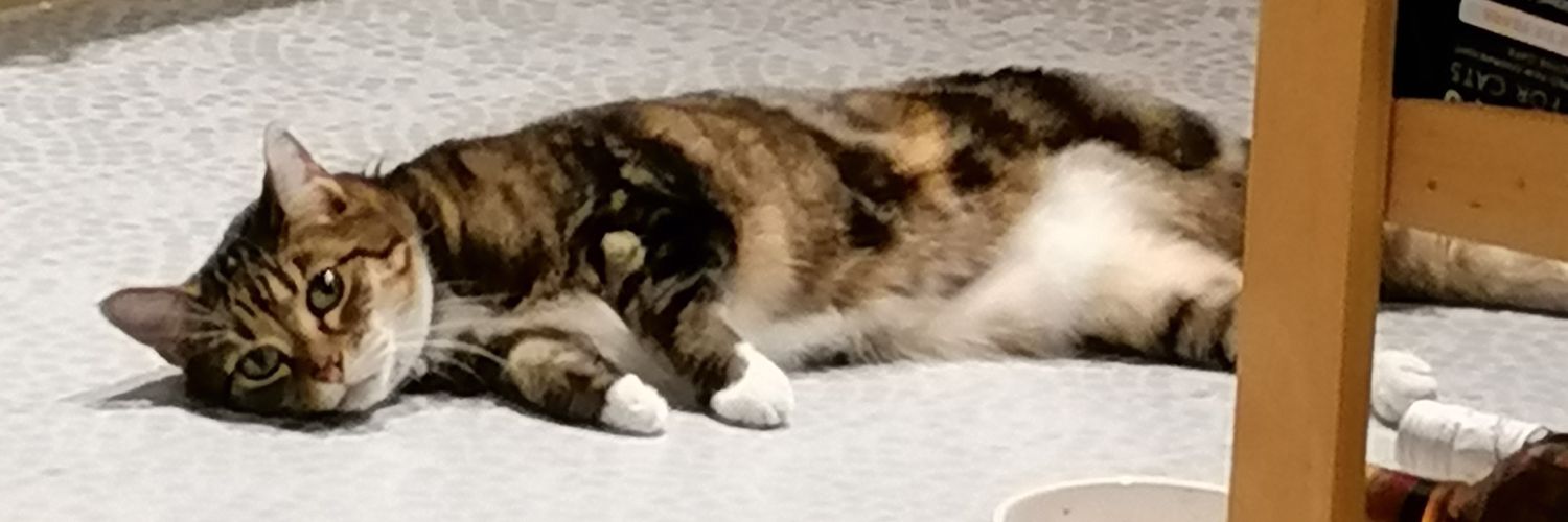 CarpenterGemma's profile banner image