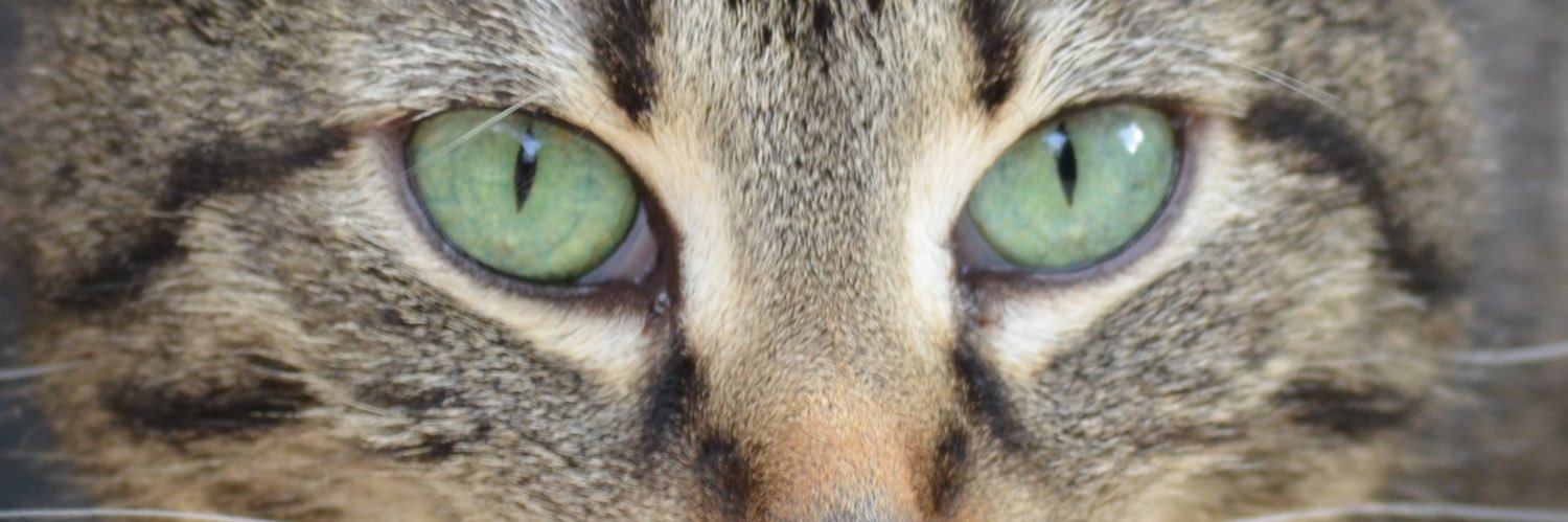 minkacutze's profile banner image