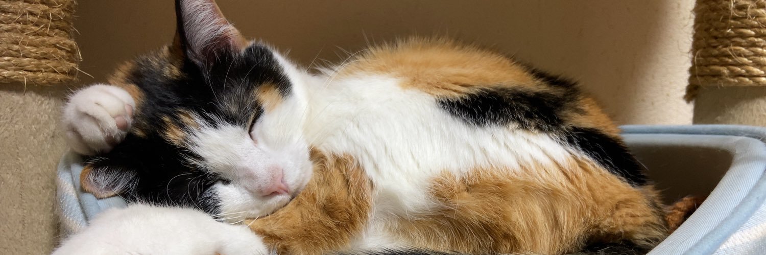 no_name_neko's profile banner image