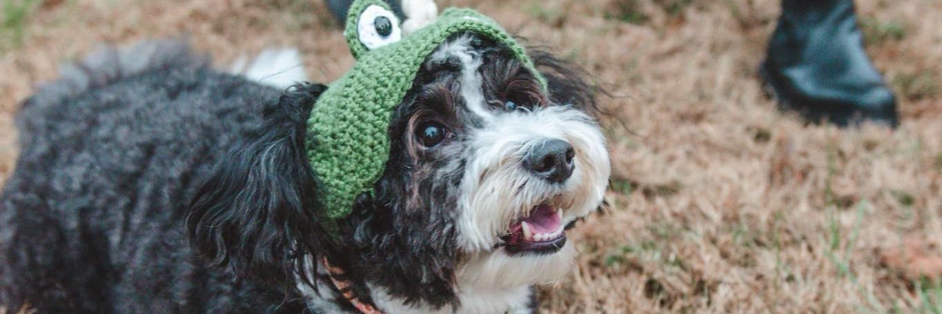 Dakota Stiles banner