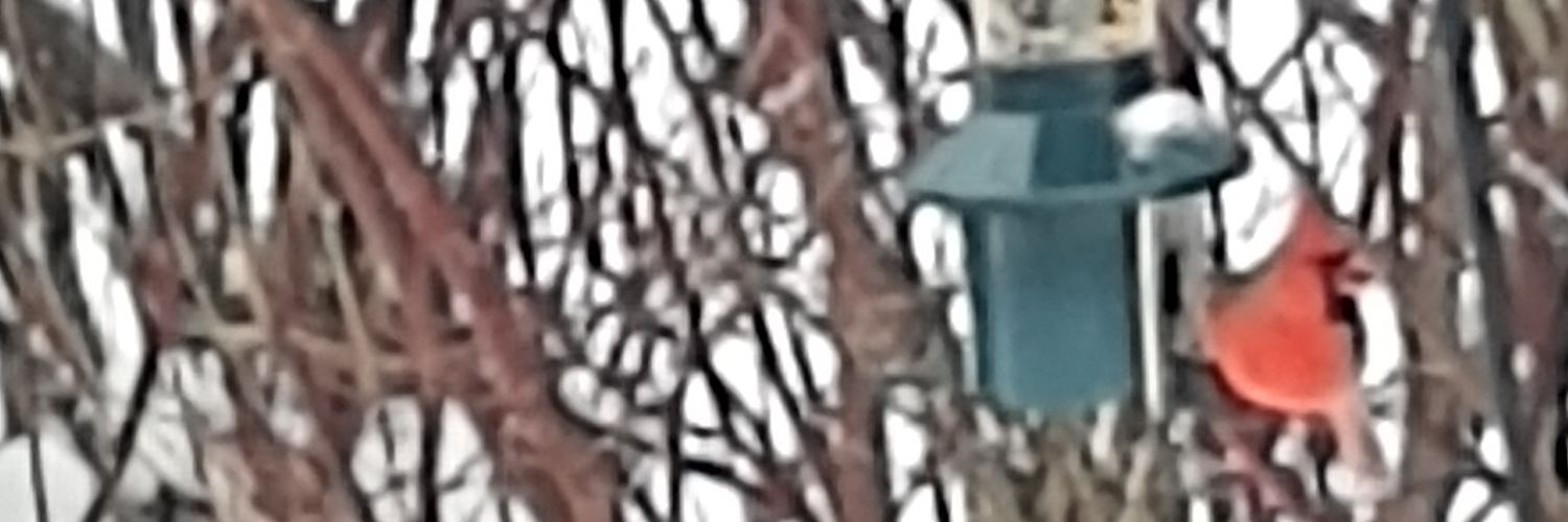 Marcelo König Sarkis banner