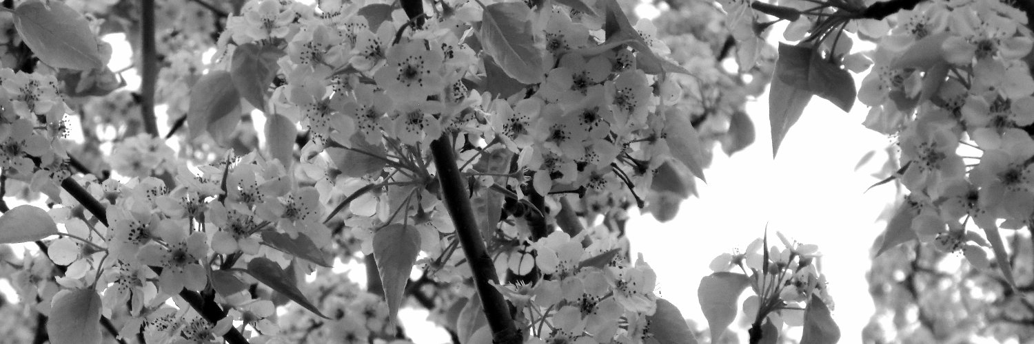 Anne Leigh Parrish banner