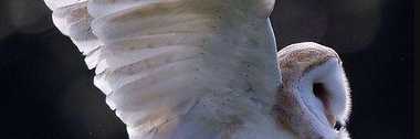 Civis_commune's profile banner image