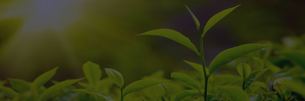 ShineworthyTea's profile banner image