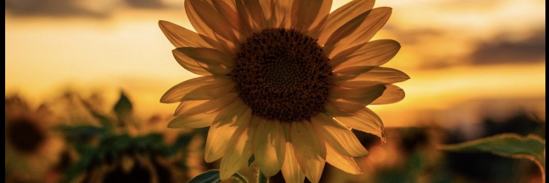 __Jerica__👑💗 banner