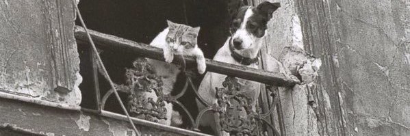 Camilo MoncaleanoC banner