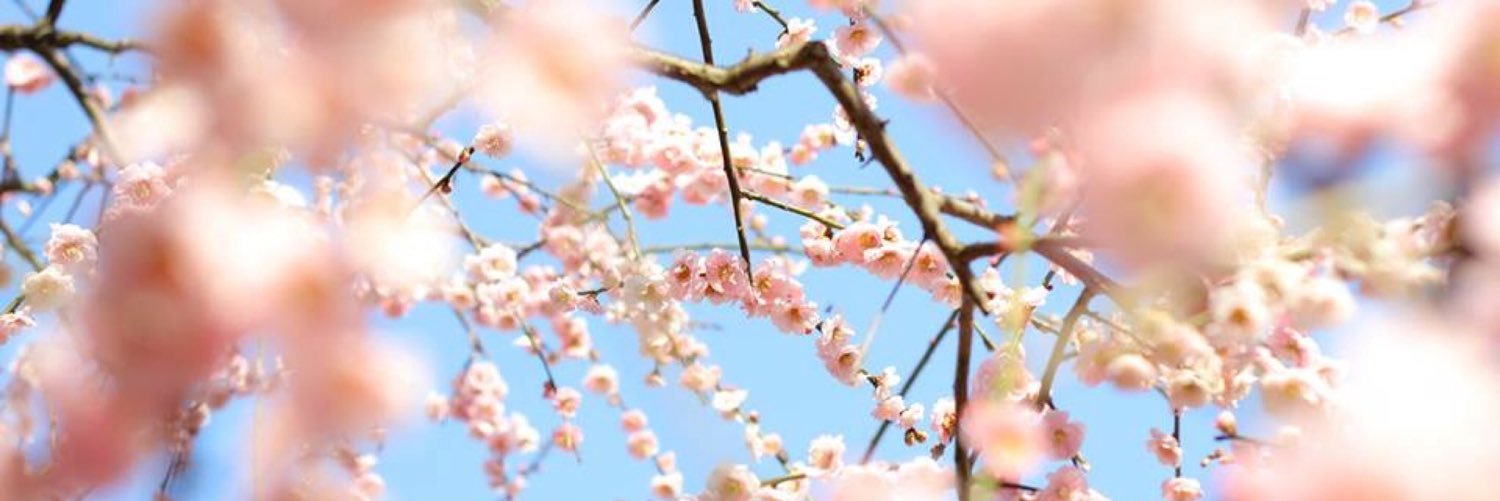shoooko426's profile banner image