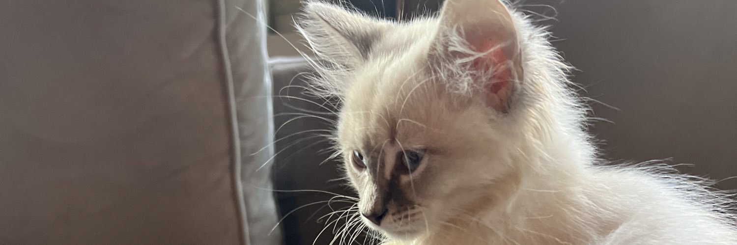 shaylahscott's profile banner image