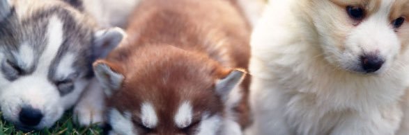MylesLittleWolf's profile banner image