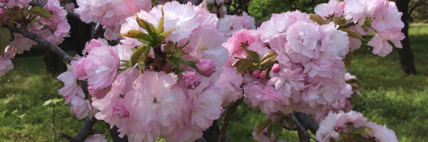 Sakurascience's profile banner image