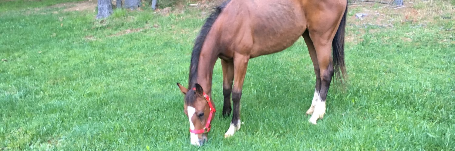 CountryMolly's profile banner image