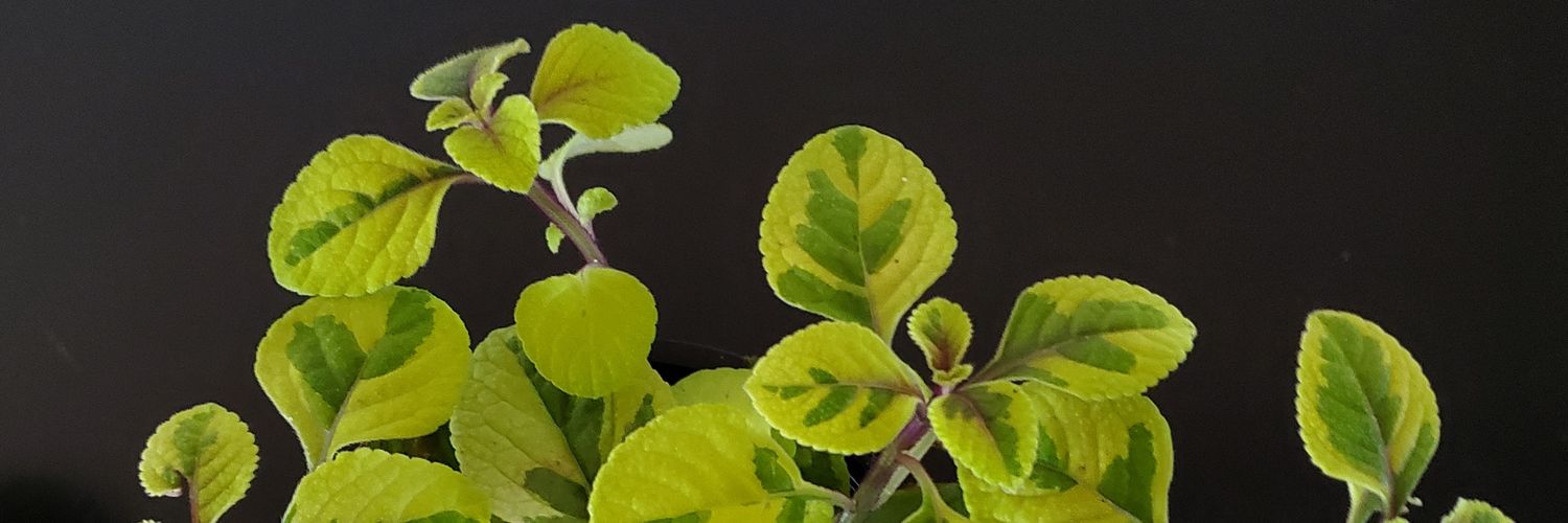SkylarMeiners's profile banner image