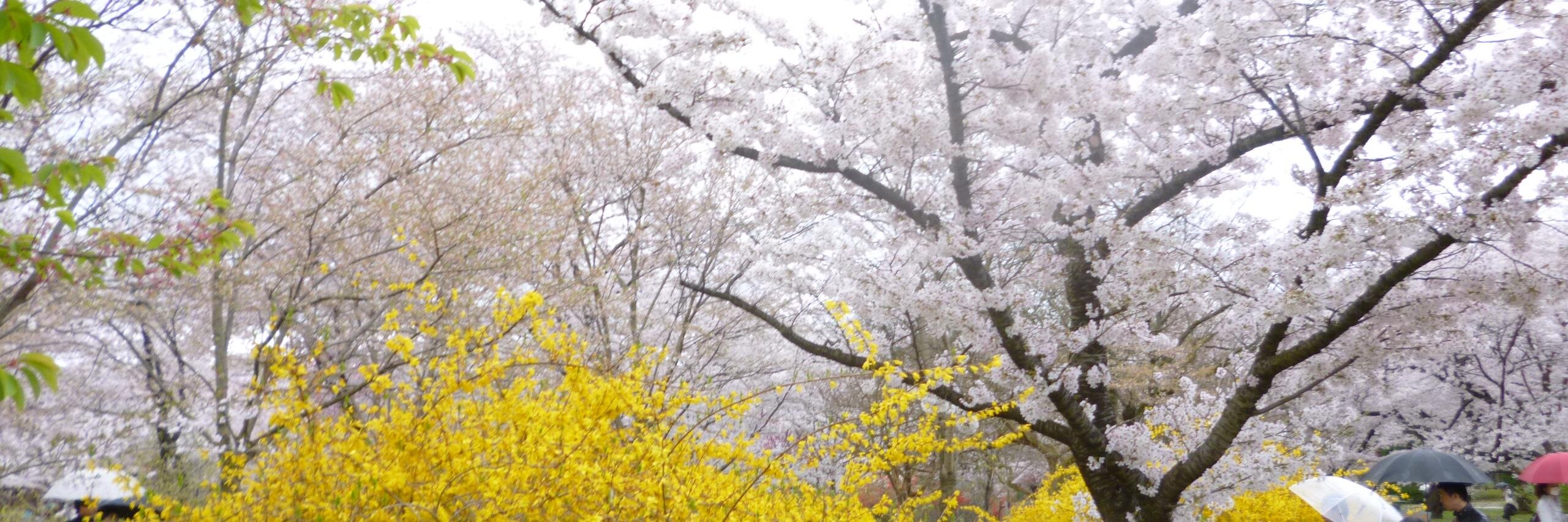 oneupmanship1's profile banner image