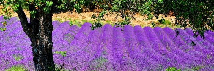 miraline's profile banner image